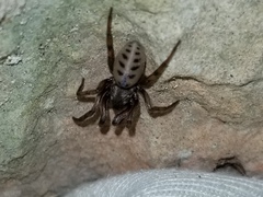 Gippsicola