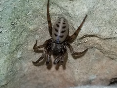 Gippsicola