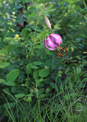 Lilium cernuum