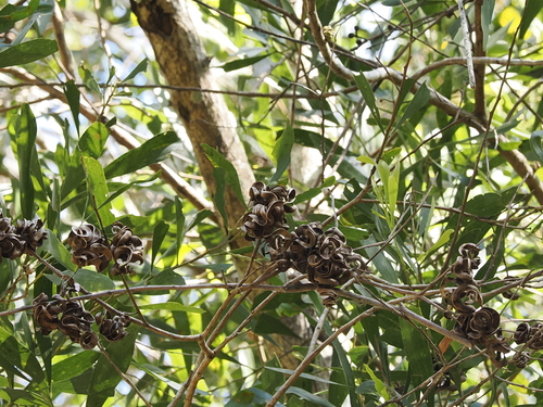 Acacia melanoxylon