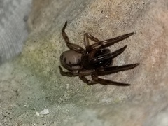 Gippsicola