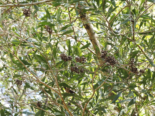 Acacia melanoxylon