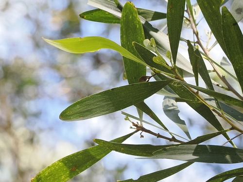 Acacia melanoxylon