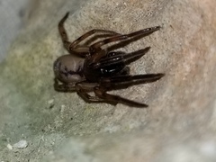 Gippsicola