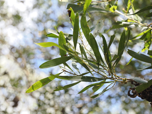Acacia melanoxylon