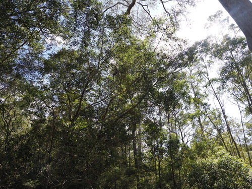 Acacia melanoxylon