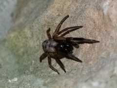 Gippsicola