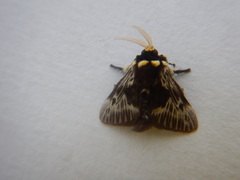 Megalopygidae