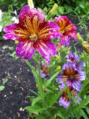 Salpiglossis