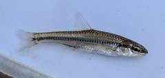 Bedrock Shiner photo 2