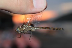 Neurocordulia yamaskanensis