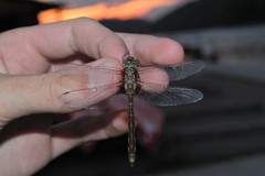 Neurocordulia yamaskanensis