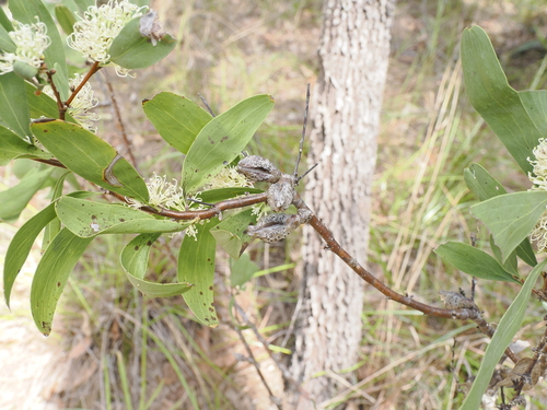 Image of Hakea florulenta by (c) Lucas Christofides, some rights reserved (CC BY)