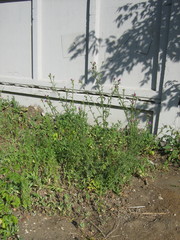 Carduus acanthoides