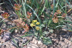 Lomatium triternatum