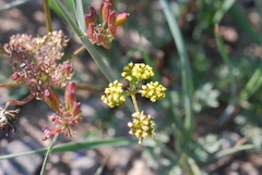 Lomatium triternatum
