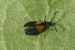 Caenia dimidiata
