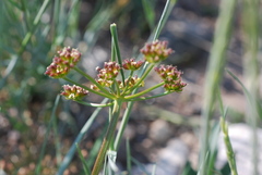 Lomatium triternatum