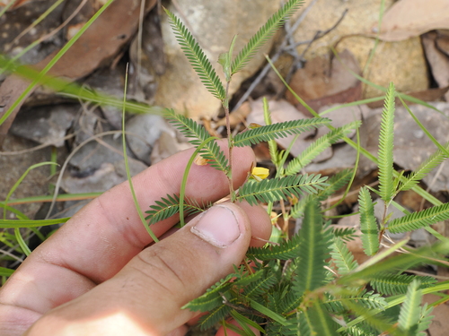 Image of Chamaecrista nomame by (c) Lucas Christofides, some rights reserved (CC BY)
