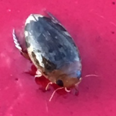 Laccophilus maculosus