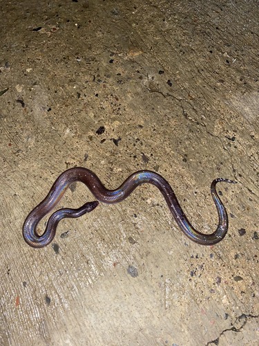 Mexican Burrowing Python (Loxocemus bicolor)
