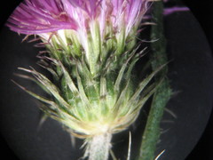 Carduus acanthoides