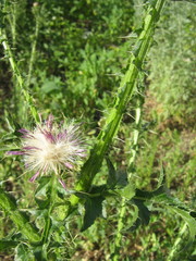 Carduus acanthoides