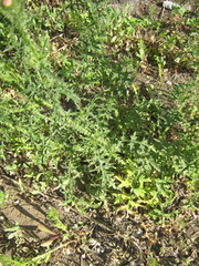 Carduus acanthoides