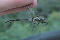 Somatochlora elongata