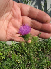 Carduus acanthoides