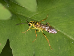 Tenthredo verticalis