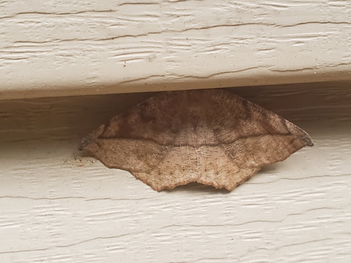 Curved-toothed Geometer Moth photo 6