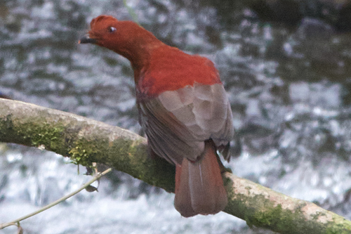 Andean Cock-of-the-rock Female