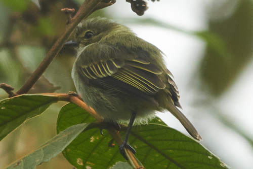 Choco Tyrannulet (Zimmerius albigularis), photo 10