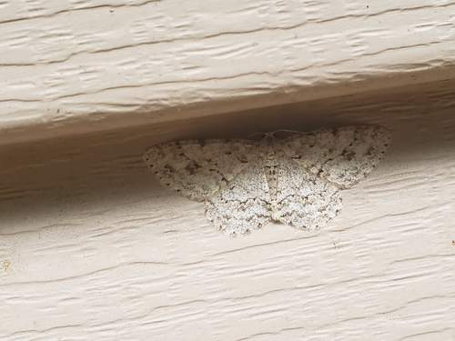 Small Engrailed photo 3