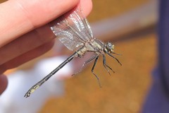 Phanogomphus descriptus