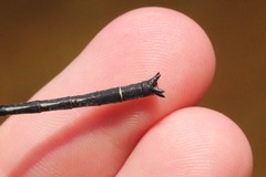 Phanogomphus descriptus