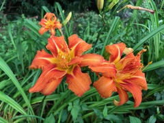 Hemerocallis fulva kwanso