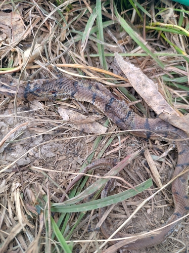 Eastern Brown Snake sighting