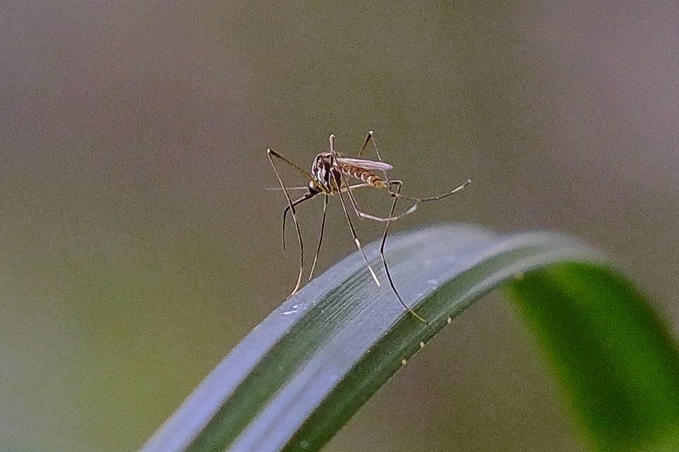 Addai Insects Aedini from 中国福建省南平市武夷山市 on October 8, 2024 at 11:37 AM by 帕索卡 ...