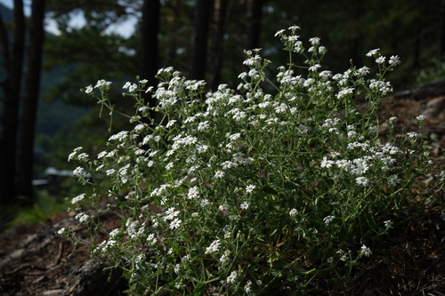 Mesostemma dichotomum