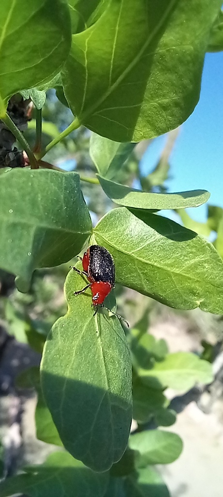 Blepharida atripennis