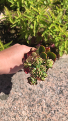 Hylotelephium telephium