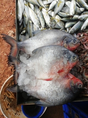 Piaractus brachypomus