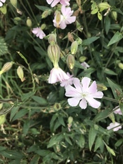 Silene × hampeana