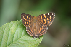 Dodona formosana