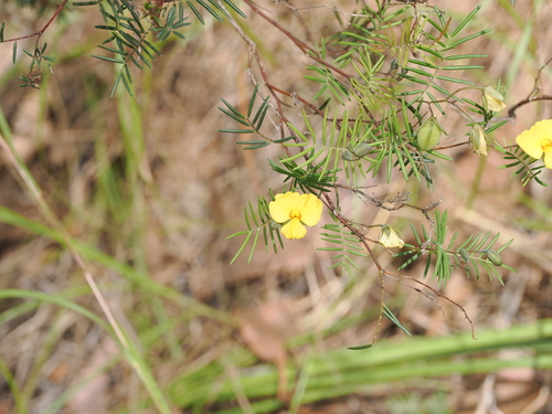 Image of Pinnate Wedge Pea (Gompholobium pinnatum) by (c) Lucas Christofides, some rights reserved (CC BY)