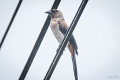 Dendrocitta formosae formosae