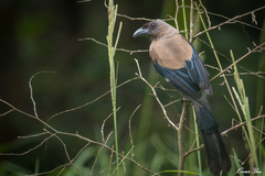 Dendrocitta formosae formosae