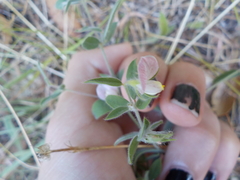 Acmispon americanus americanus